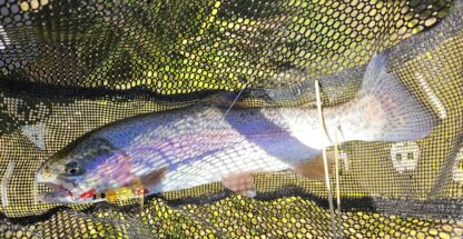 Brown Trout lure - Image 3