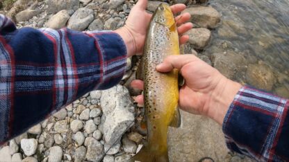 Goldenrod - Image 5