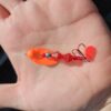 Blood in the Water lure