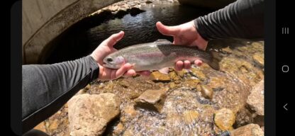 Toad-ally Awesome lure - Image 6
