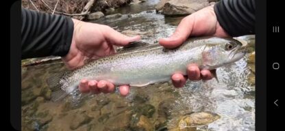 Toad-ally Awesome lure - Image 5