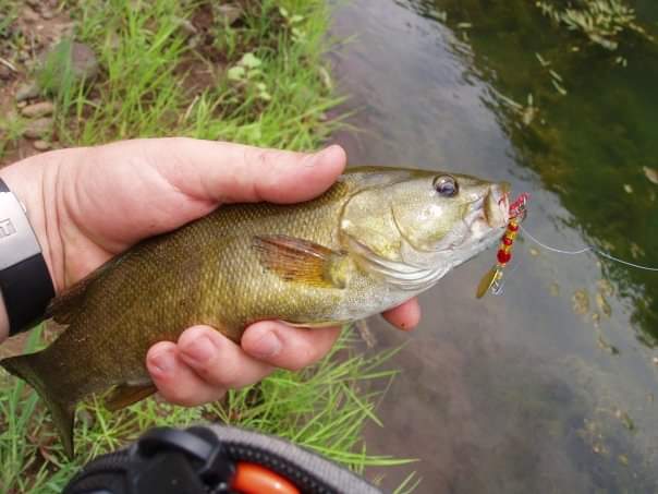 Gold “Old Faithful” ultralight inline spinning lure with red