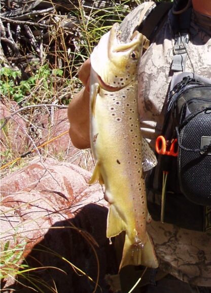 "Old Faithful" lure - Image 2